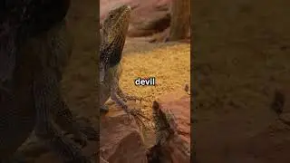 Kangaroo vs Horny Devil  OutbackShowdow