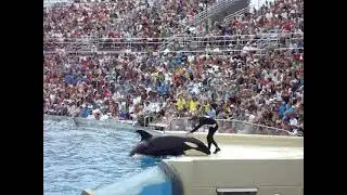 Shamu Stadium SeaWorld  Orca Show