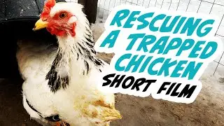 Rescuing A Trapped Chicken, A Short Film