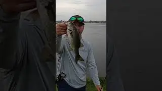 Bass Fishing 🎣 in the Rain #shorts #fish #fishing #rain #viral #fyp #viralvideo #fypシ #fy #bass