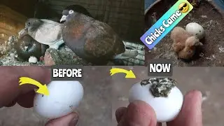 😨Kabutar ka anda thut jaye tho kya kare😨Break Eggs🔥How to attach egg again🔥Best Solution💯