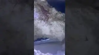 Amazing camel shrimp feeding on brine shrimp