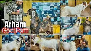 Show Quality Andul Goats of Arham Goat Farm, Shrivardhan, Maharashtra