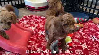 Mini Labradoodle Puppies!!