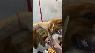 Что будет если сбрить спину спаниелю 😳 #viral #dog #pet #animal #shorts #shorts #рекомендации #рек