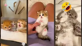 Cat videos 🥰 kitten meowing cute 😻 #mewmew Episode 9217