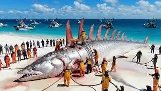 Catching the Deep-Sea &lsquo;Shadow&rsquo; Giant Oarfish &mdash; A Big-Payout Haul | Longline Fishing Documentary