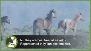 Keep your distance from the animals &ndash; don&rsquo;t feed or touch them - New Forest Code