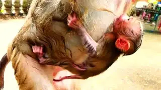 Lovable Newborn Baby Monkey Cuddles Safely in Mother&rsquo;s Warm Chest