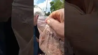 Part 2: Sediment Sampling | Clarendon- St. Elizabeth, Jamaica