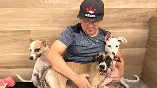LEVAMOS NOSSOS 3 CACHORROS PARA O PARQUE DE PET E DEU MEIO ERRADO!