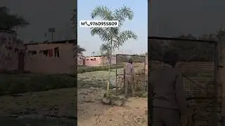 foxtail palm whole sale price m (contact no 9760955809) #gardening #sihalijageer #gajruala #foxtale