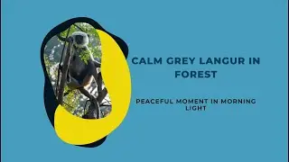 Nature&rsquo;s Vegetarian Monkey 🌳 | Grey Langur Eating Leaves in Silence.