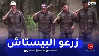 أم البواقي : في تجربة الأولى من نوعها  نجاح زراعة الفستق الأطلسي بسوق نعمان