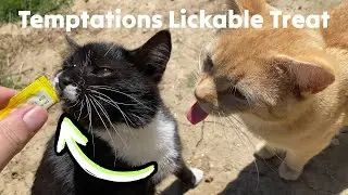 Temptations Creamy Puree Lickable Review: Variety Pack Tested 🟡 @radfelines