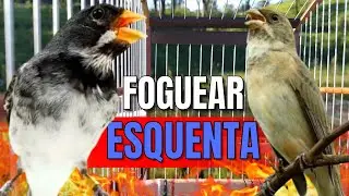 COLEIRO TUÍ-TUÍ COM FÊMEA CHAMANDO PARA ESQUENTAR COLEIRO FRIO E ENCARTE DE COLEIRO TUI TUI