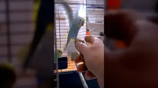 How to Tame a Budgie Simple and Easy #shorts