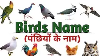 Learn 20 Bird Names in English | Colourful Birds Video for kids with Sounds and Pictures 