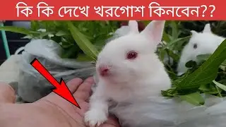 সুস্থ খরগোশ চেনার উপায় | খরগোশ ক্রয় করার সময় কি কি দেখা প্রয়োজন|How to identify a healthy rabbit