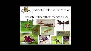 6 1 Insect Systematics Odonata