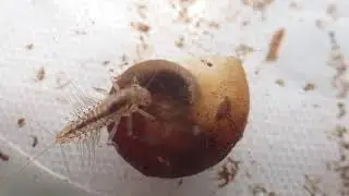 Benthic Macroinvertebrates