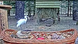 Great White Egret takes a long time to eat dead duckling ~ &copy;Rescue Station MAKOV