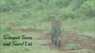 Leopard encounter at the Aberdares National Park, Kenya.