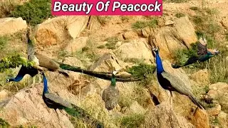 How So Lots Of Peacocks Gathering On Hill ? ||Tech earth|| #excitedpeacocks,