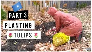 Part 3: Planting Tulips in Front Flowerbed Before Winter Storm 🍁🌷🥶// Beertayda