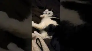 help, how do I know if my cat is contemplating a crime? I'm worried for my dog