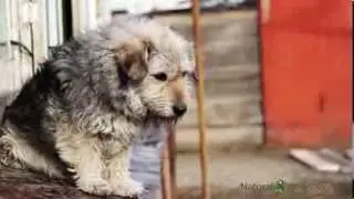 Dog Joint Supplement - Joint Care For Dogs: Natural Wellness