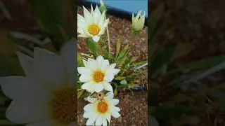 Treasure flower | Gazania rigens | Gazania