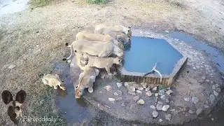 The Rietspruit Lion Pride on Live Bush Cams