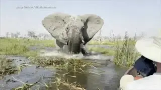 Tourists speak out after elephant charges at them during safari