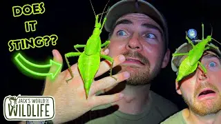 ЧТО ЭТО??? ЛОВЛЯ НИМФЫ ДЖУНГЛЕЙ!