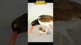American oystercatcher #americanoystercatcher #oystercatcher #american