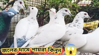 Highflyer madrasi kabutar sell.ph..8910299401//lc..sodepur ghola..kol.700110(WB)