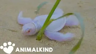 7 Rare Must-See Animals Compilation | Animalkind