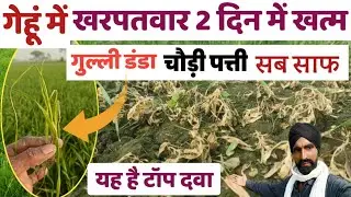 गेहूं में गुल्ली डंडा व चौड़ी पत्ती 2 दिन में सफाया आ गई टॉप दवाई👍Gehu me Top Kharpatwar nashak dava