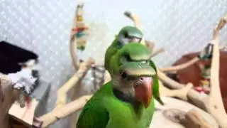 Our Moustached Parakeet babies (小達摩鸚鵡寶寶們)