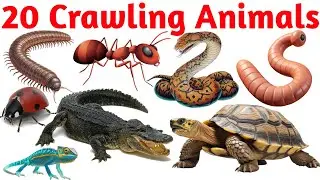 20 Crawling Animals 🐍 | Crawling Animals Name in Hindi & English | Animated Learning Video