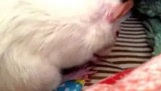 Red the rat: bath time!