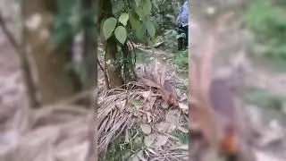 A Walk Through India&rsquo;s Coffee & Spice Farm from Western ghats | Calm Voiceover & Nature Video