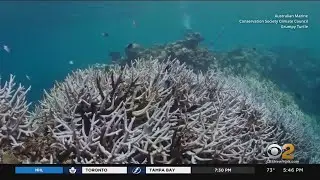 Coral in Great Barrier Reef damaged by bleaching