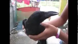 [ULTIMATE] Crow Compilation