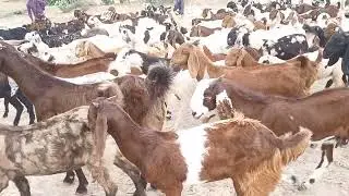 Goats going to pond 😂 sheep's drinking water #foryou #goat 