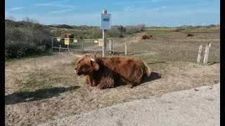 🌿 Zuid-Kennemerland 🌾 | Wandelen & Natuur