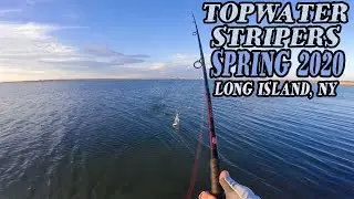 STRIPED BASS TOP WATER  - SPRING 2020 - LONG ISLAND, NY SURF FISHING