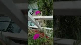 teno clock flowers ki bharmar #viral #balconi garden