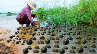 Best fishing lot of snails near river flooded - Pick up & Catch snails under clear water